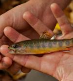 Fall Brookie